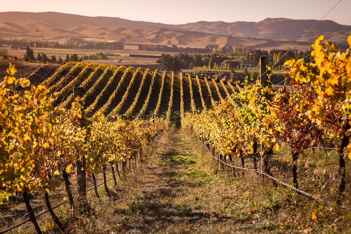 waipara vineyard christchurch new zealand