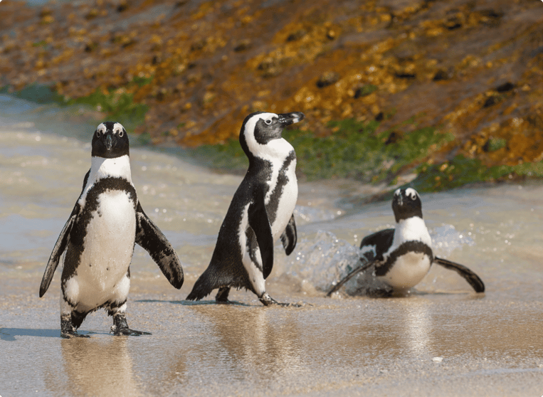 Cape Town, South Africa2