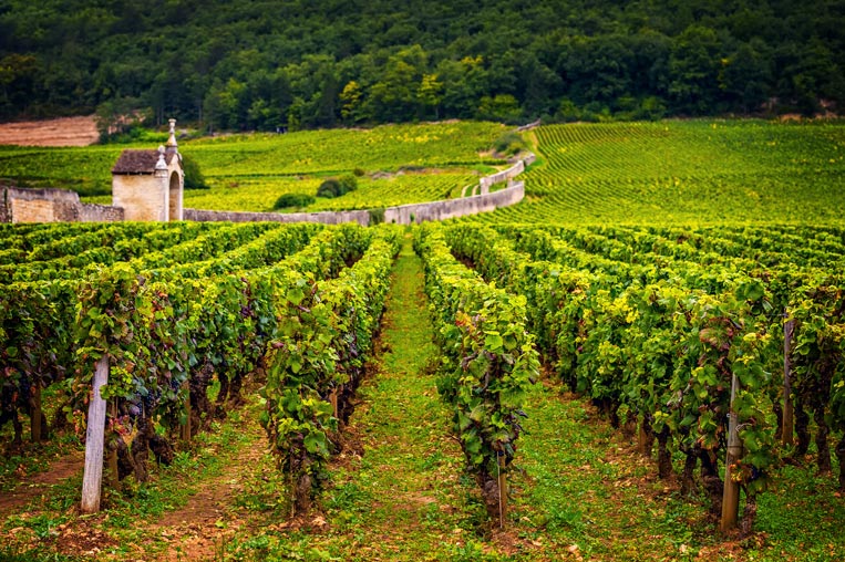 Burgundy,-Vineyard-02.jpg