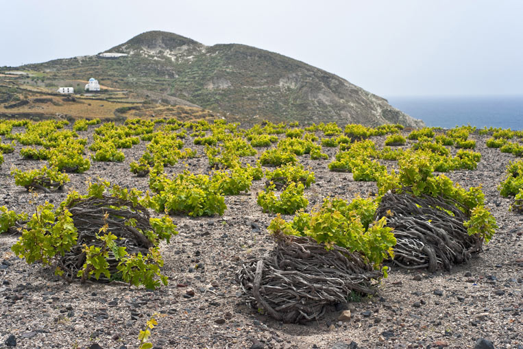 Santorini-vineyard-shutters.jpg