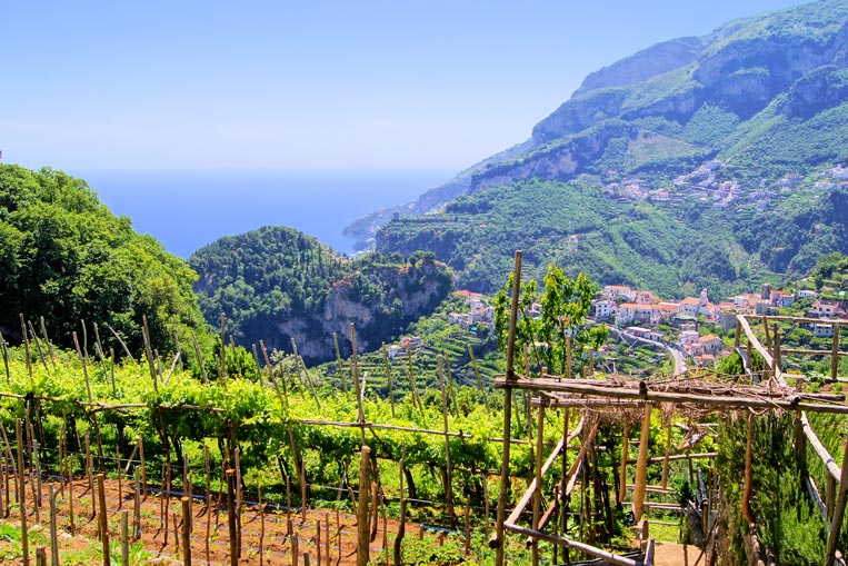 Amalfi-Coast,-Ravello,-Vine.jpg