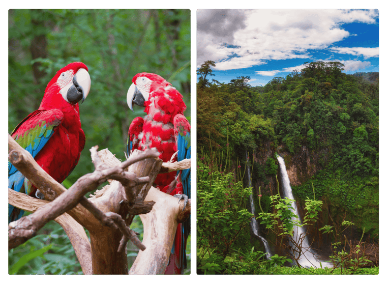 Parrots in Costa Rica next to a waterfall