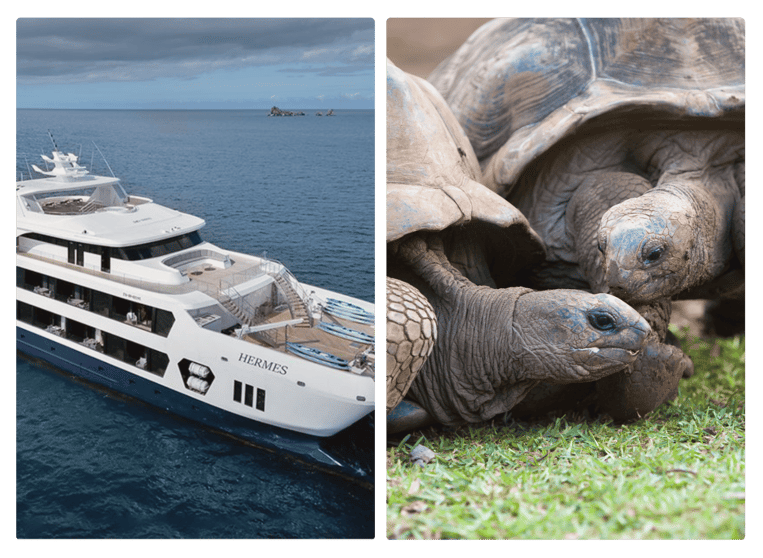 An image of the Hermes Mega Catamaran next to Galapagos Turtles