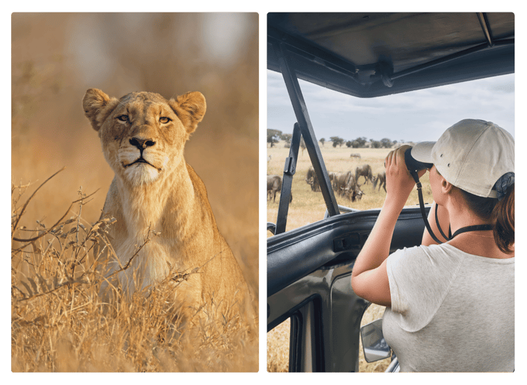 An image of a lioness on in the African bush next to a woman viewing animals on safari