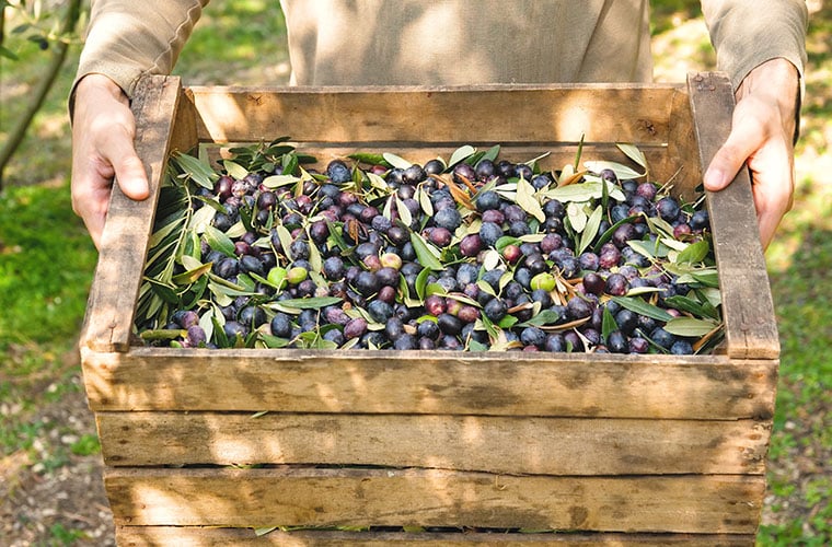 Greece olive harvest autumn