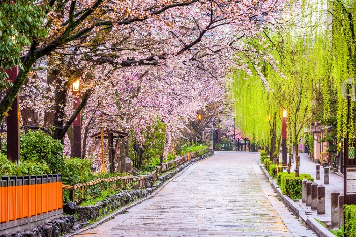 japan cherry blossoms 700x467