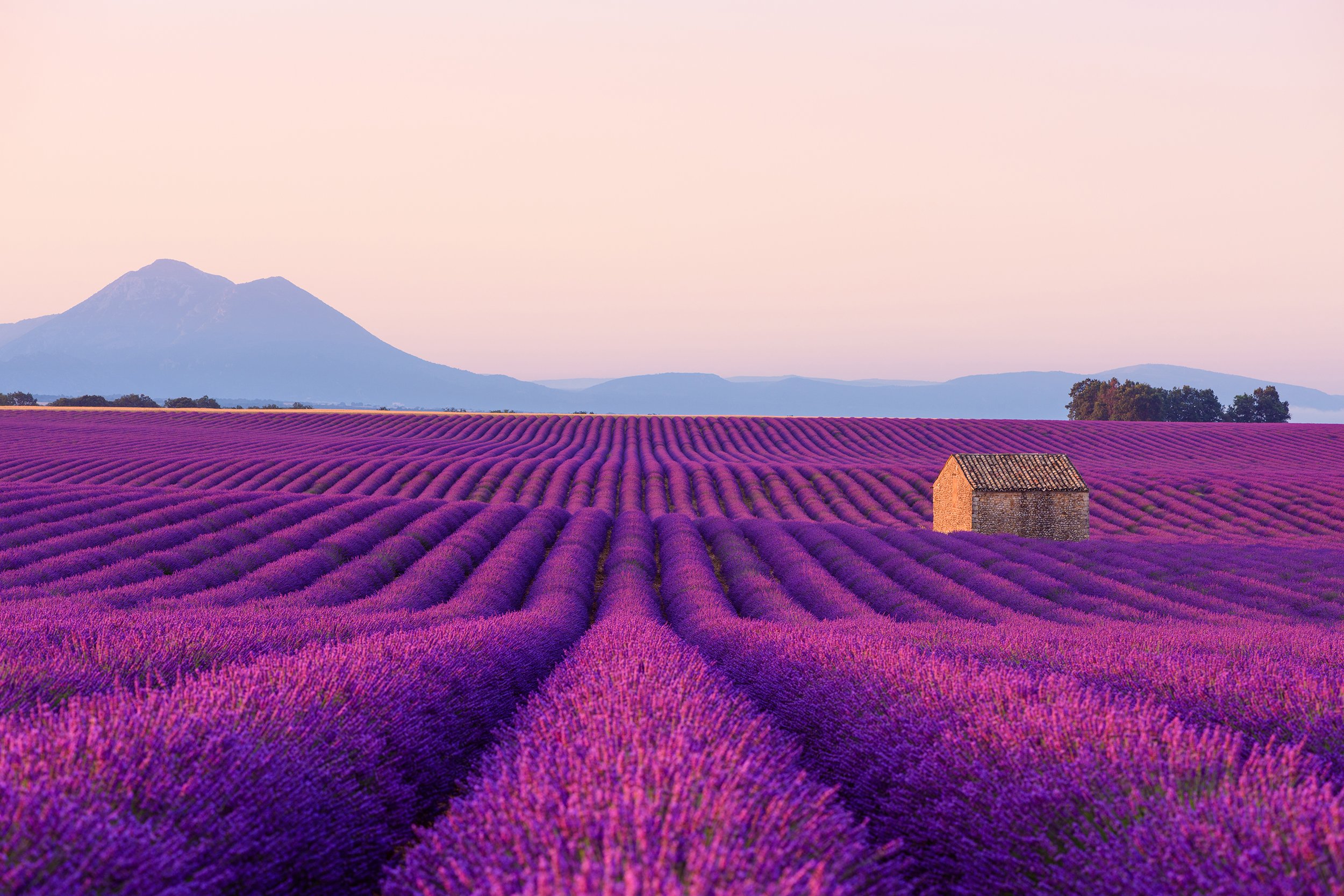 provence lavender 2500x1667