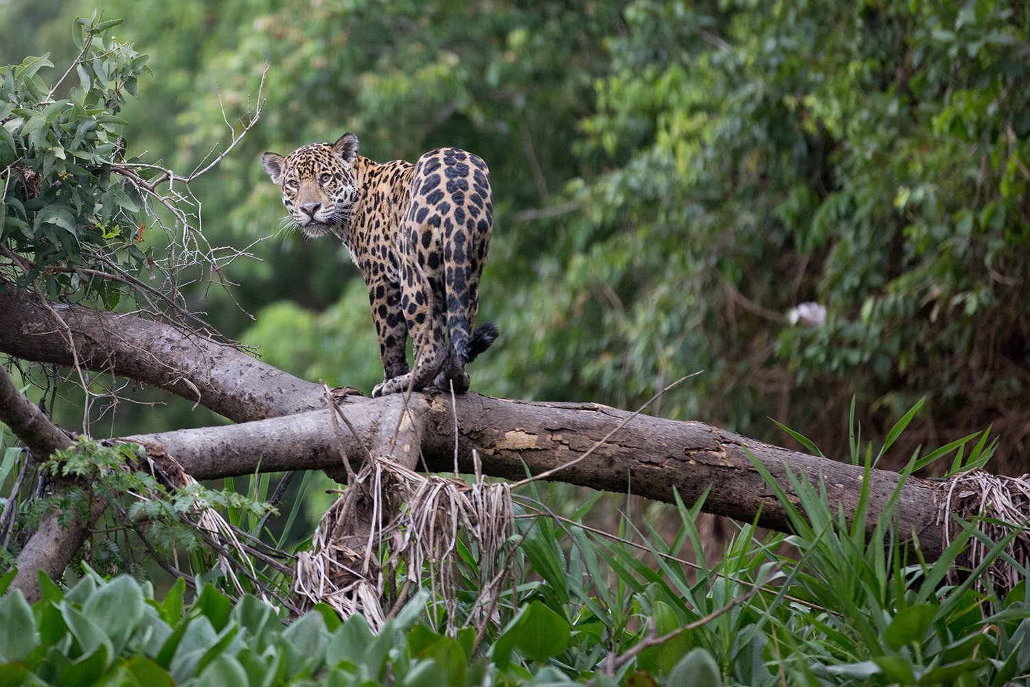 pantanal jaguar brazil shutterstock_364110983 1500x1000