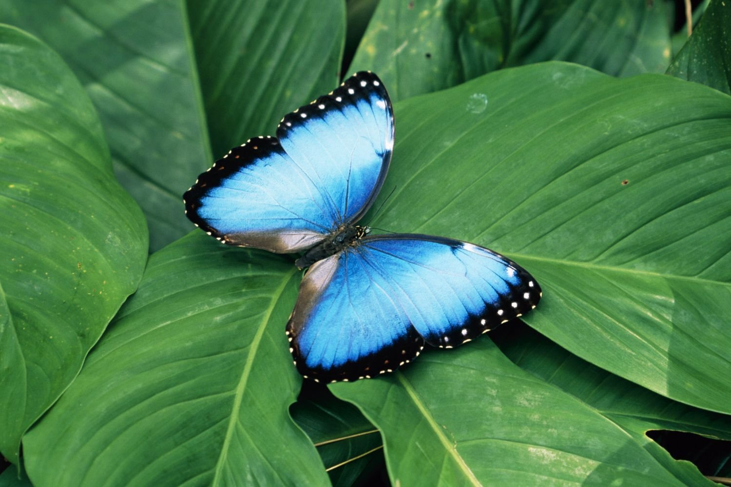Costa Rica Luxury Travel (7)