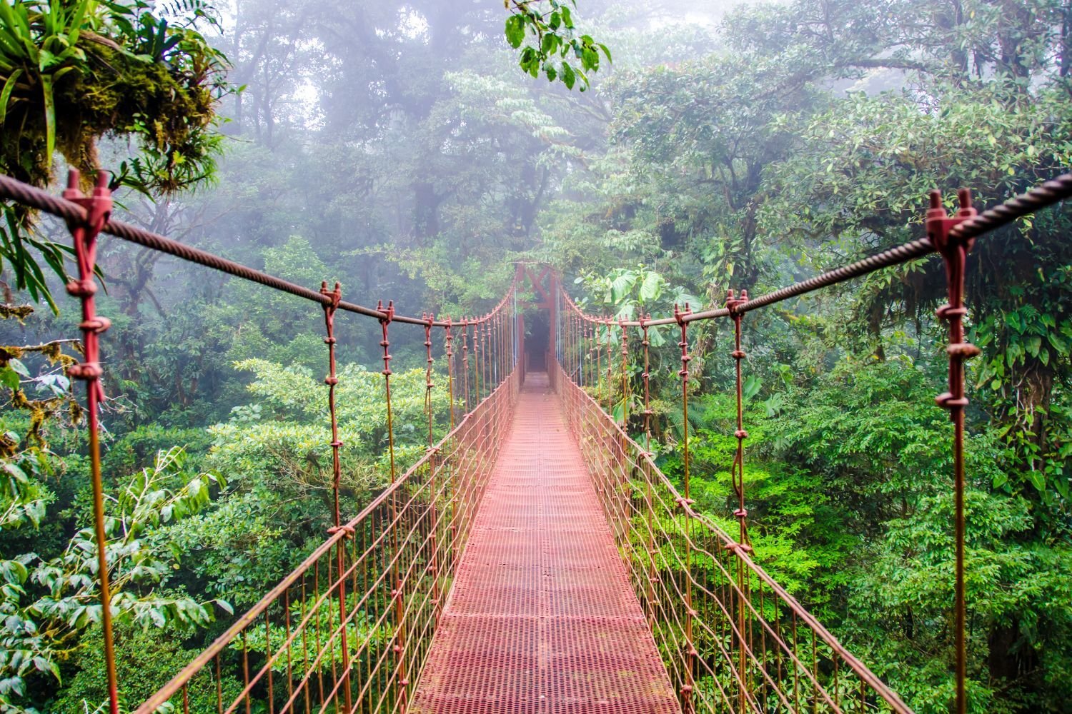 Monteverde Cloud Forest (5)