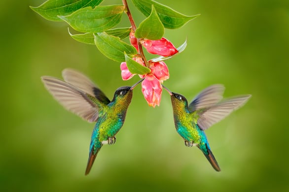 Costa Rica hummingbirds 1500x1000
