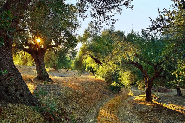 10 Destinations For Olive Oil Connoisseurs