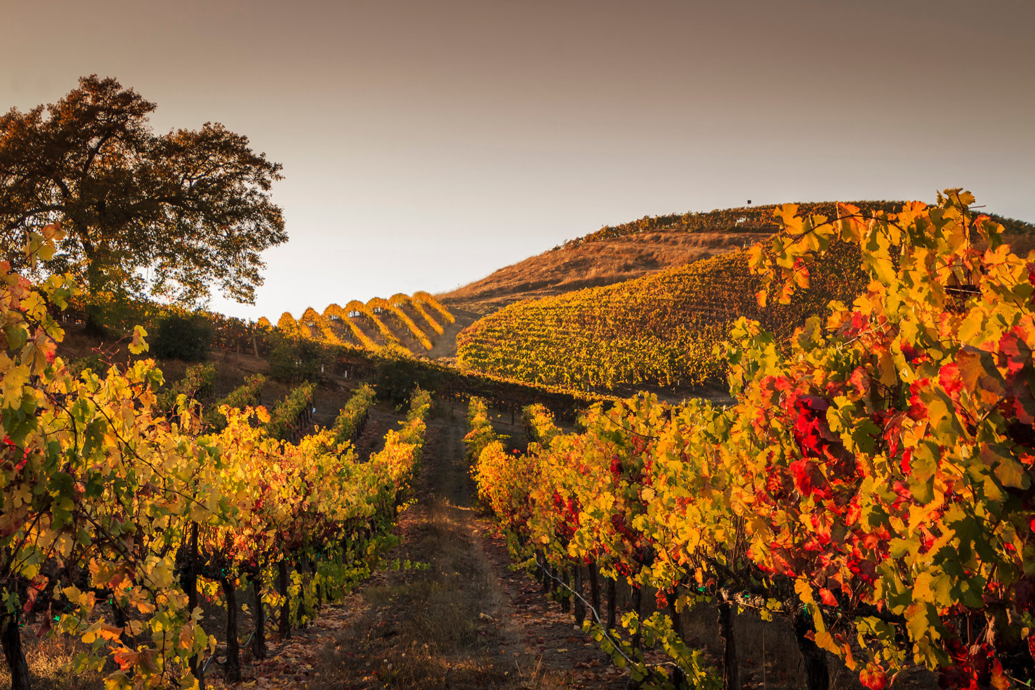 AutumnVineyardItaly