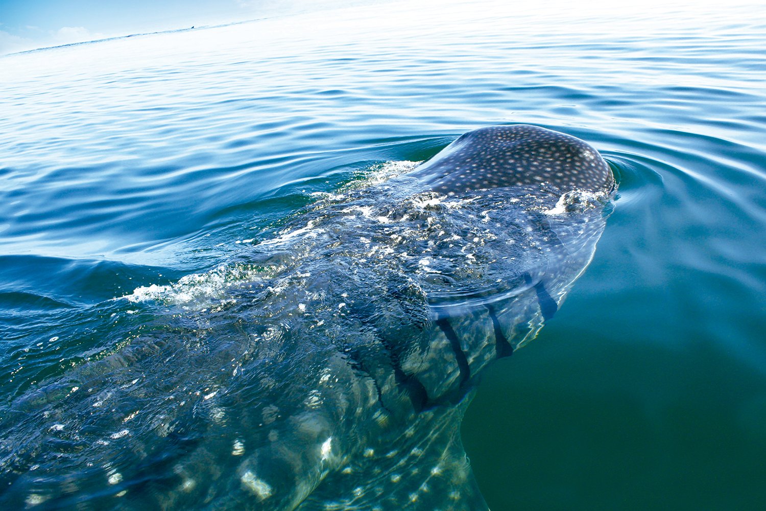 whaleshark 1500x1000