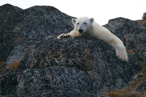 svalbard norway polar bear