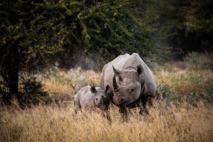 kruger south africa rhino andrew-liu-EunFGVJLPmQ-unsplash-700x467