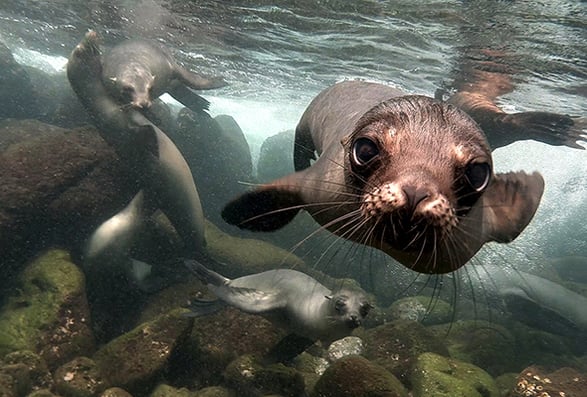 galapagos sea lion iStock-525297129 590x400