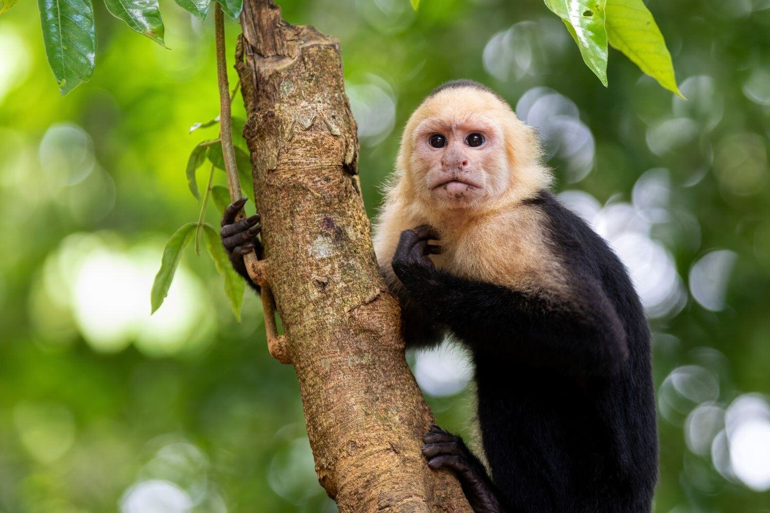 Playa Manuel Antonio, Costa Rica _  Top Beach Destinations