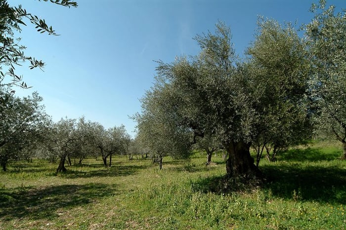 olive oil tasting umbria italy