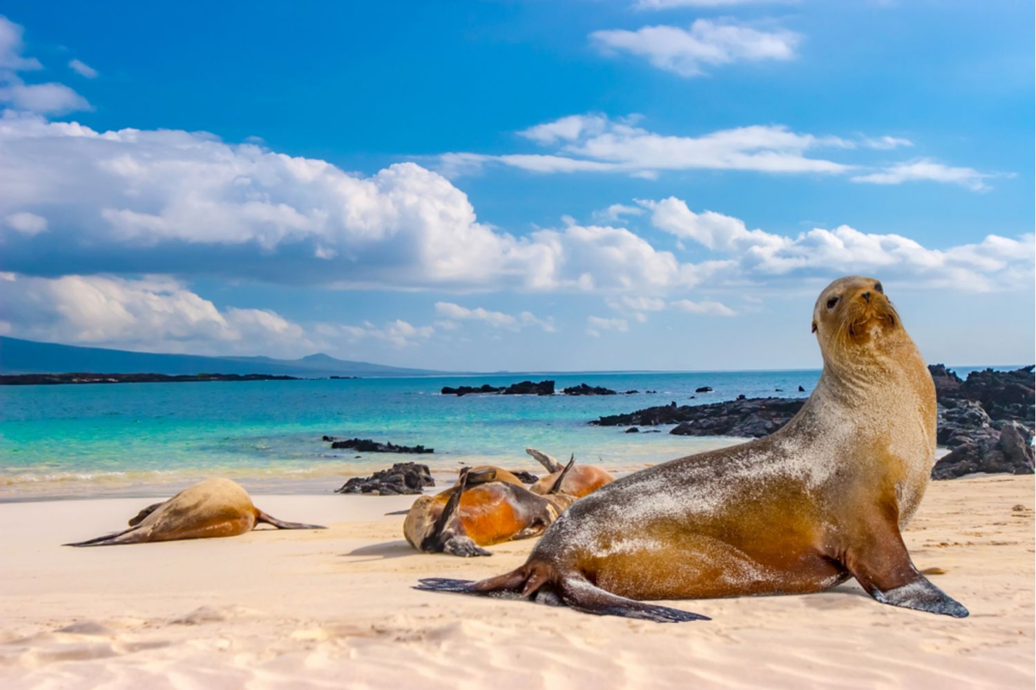 Ecuador And West Galapagos