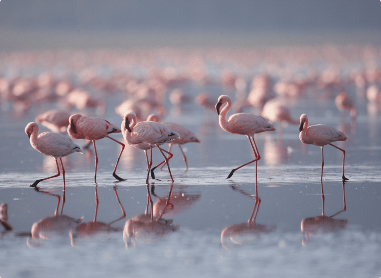Lake Nakuru, Kenya