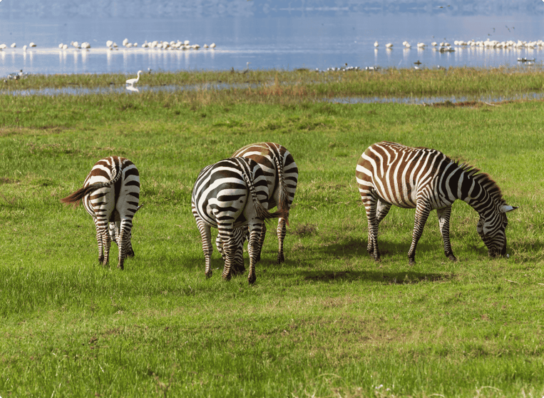 Lake Nakuru, Kenya2