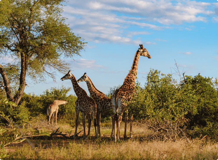 Okavango Delta Bostwana