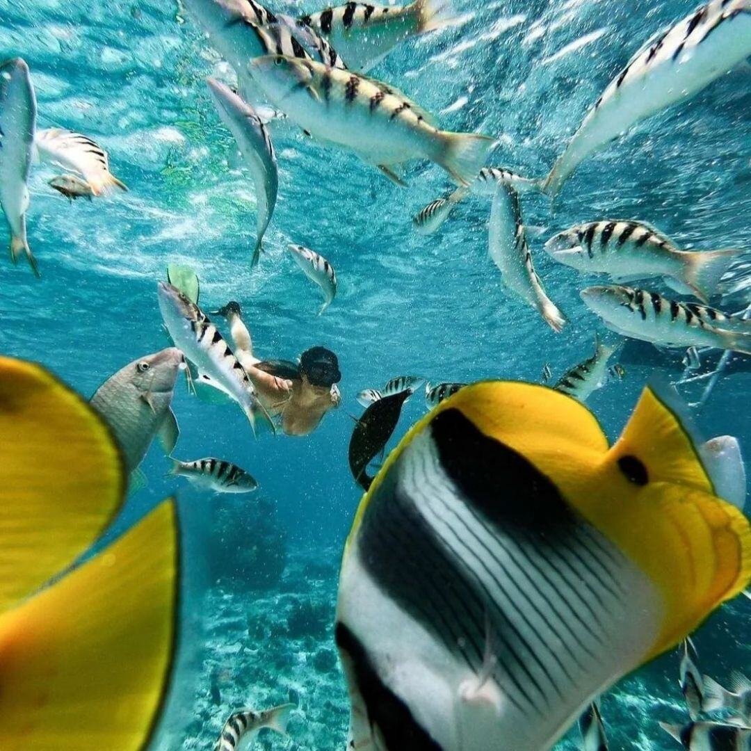 Tahiti-BoraBora-Vibrant Marine Life and Coral Reefs (2)