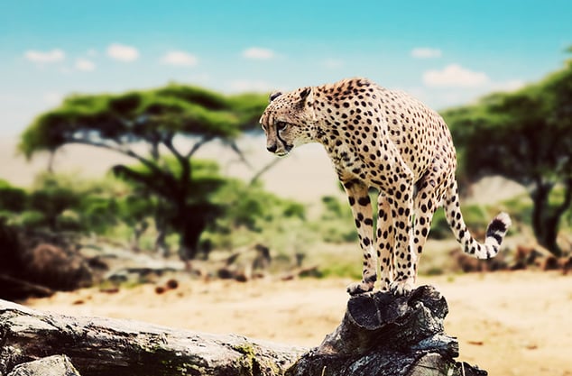 Tanzania, Serengeti, Cheetah 760x500