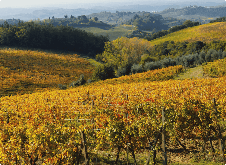 Tuscany, Italy - Best for Harvest Season