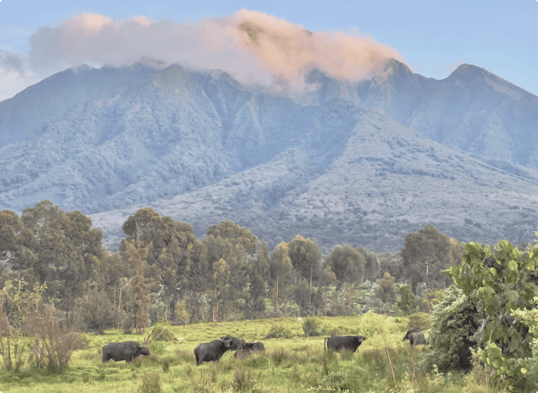 Volcanoes National Park, Rwanda