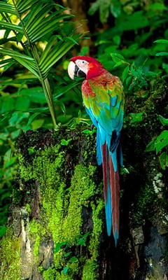 amazon macaw image00001WEB