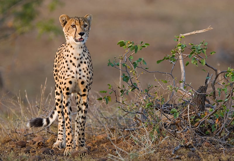 safari cheetah blog