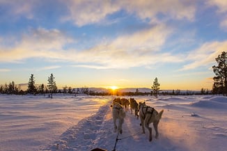 trips to scandinavia dog sled