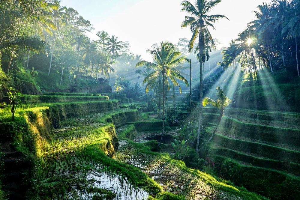 Bali Panorama Escorted Vacation